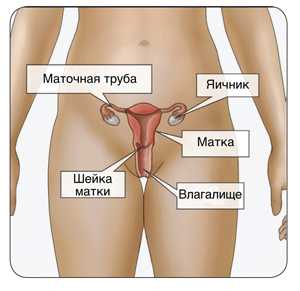 female anatomy