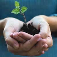 Hands holding a seedling