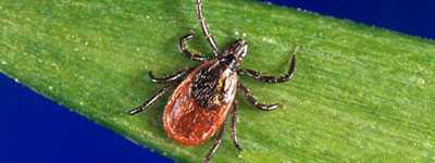 blacklegged tick