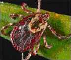 American dog tick (Dermacentor variabilis)