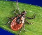 Blacklegged tick (Ixodes scapularis)