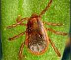 Brown dog tick (Rhipicephalus sanguineus)