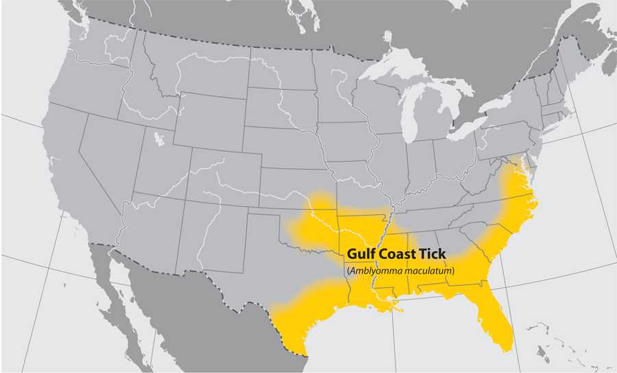 Map of the United States showing the approximate distribution of the Gulf coast tick.  Distribution area is the southeastern part of the country.