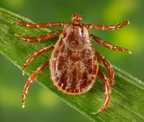 Rocky Mountain wood tick (Dermacentor andersoni)