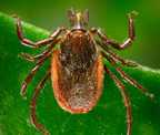 Western blacklegged tick (Ixodes pacificus)