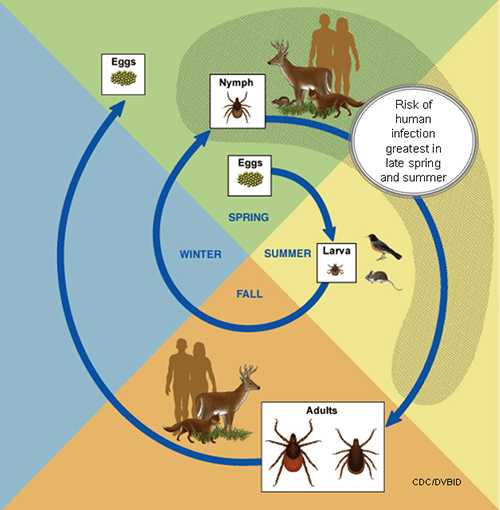 Graphic showing the life cycle of blacklegged ticks frfom eggs to larva to nymph to adult and back to eggs.