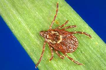 image of american dog tick