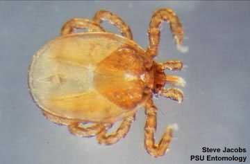 image of a groundhog tick