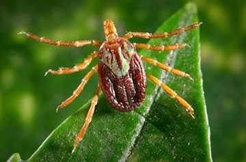 image of a Gulf Coast Tick