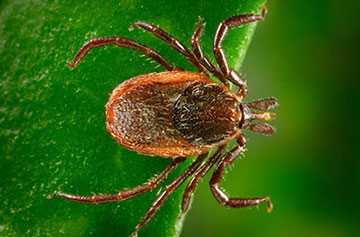 image of a western blacklegged tick