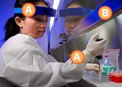 Woman working in a BSL-2 laboratory. She is wearing gloves, a face shield, a lab coat and is conducting work within a biological safety cabinet.