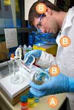 Man working in a BSL-1 lab wearing a lab coat, safety glasses, and gloves while pouring liquid into a beaker on an open lab bench.