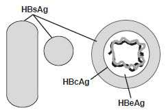 Hepatitis B Virus figure as described in the Hepatitis B Virus section