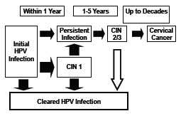 Natural History of HPV Infection chart as described in the Pathogenesis section