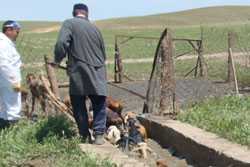 Man hearding goats into a pen