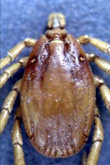 Photo of Ixodid tick