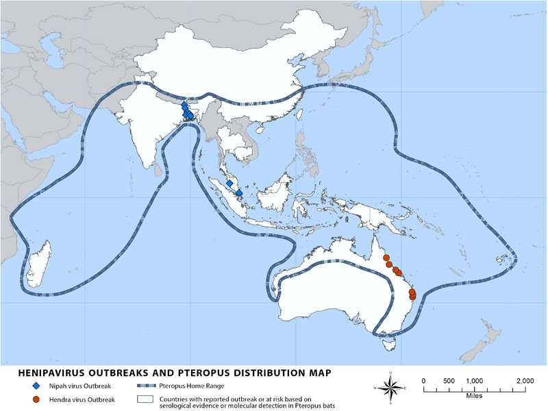 Distribution map showing areas endemic for Henipavirus Outbreaks and Pteropus.  Countries are Kuran, Tyumen, Omsk, and Novosibirsk