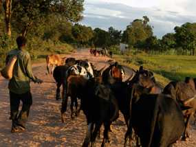 Man walking with a cow. 