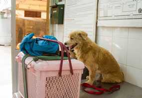 Dogs waiting to be vaccinated at the clinic.