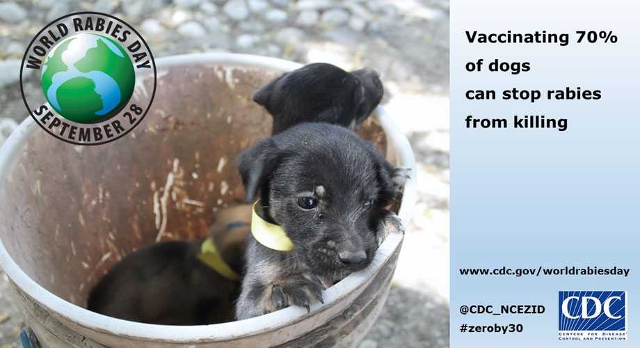 Images puppies in a pail. Vaccinating 70% of dogs can stop rabies from killing. 