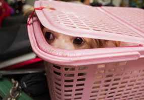 Puppy waiting to be vaccinated at the clinic.