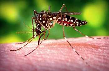 a female Aedes aegypti mosquito as she was obtaining a blood-meal from a human host through her fascicle