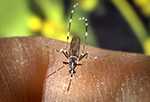 A female Aedes albopictus mosquito feeding on a human host