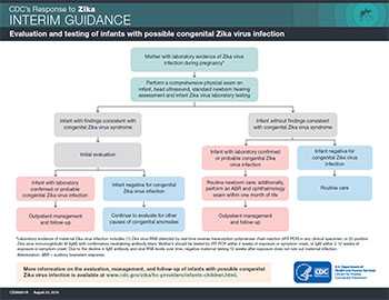 Vista en miniatura de la infografía Directrices provisionales para evaluar y hacer pruebas a bebés cuyas madres viajaron a o residieron en un área con transmisión actual del virus del Zika durante el embarazo