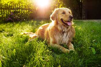 golden retriever lying in the grass