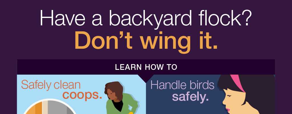 Have a Backyard Flock?