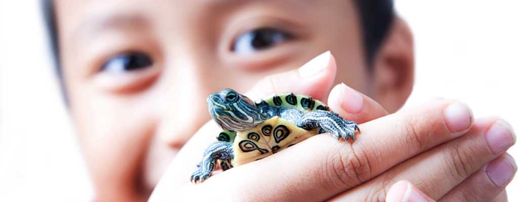 Reptiles Amphibians and Salmonella